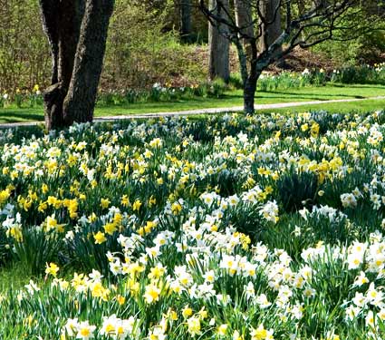 The Works, Narcissus for Naturalizing