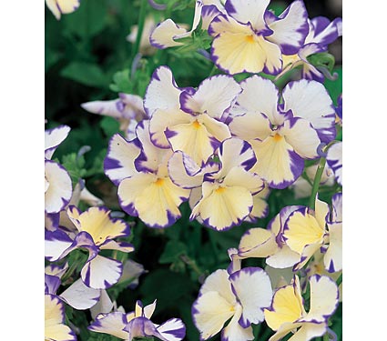 Viola Rebecca