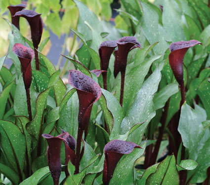 Zantedeschia Edge Of Night