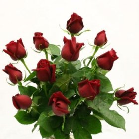 Red Roses -1 Doz