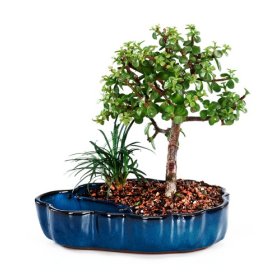 Brussel’s Jade Indoor Bonsai Tree in Water Pot
