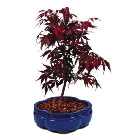 Brussel’s Japanese Red Maple Outdoor Bonsai Tree
