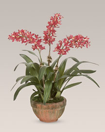 Cluster Cymbidium