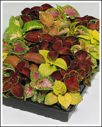 Coleus