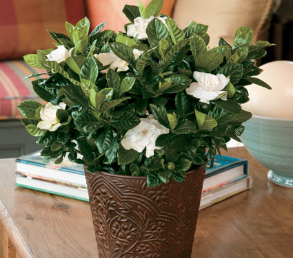 Gardenia in an embossed cachepot