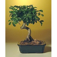 Hawaiian Umbrella Bonsai Tree with Coiled Trunk