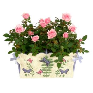 NuDell Mini Pink Roses in Wooden Planter with Butterfly Motif