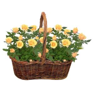 NuDell Wicker Basket Dbl 4in Mini Yellow Rose