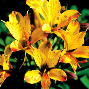 Park Seed Alstroemeria ‘Sweet Laura’
