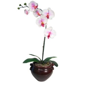 Planter With An Exotic White Orchid