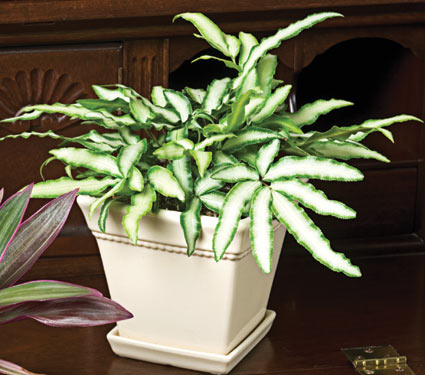 Pteris cretica albolineata in cream square pot