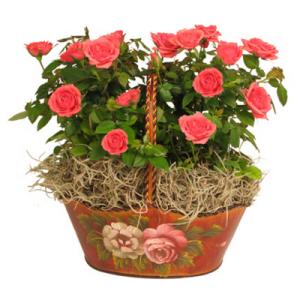 Tearose Basket Dbl 4in Mini Rose