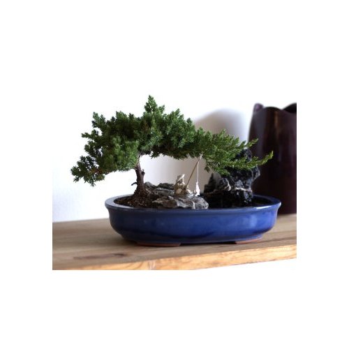 Zen Reflections Juniper Bonsai