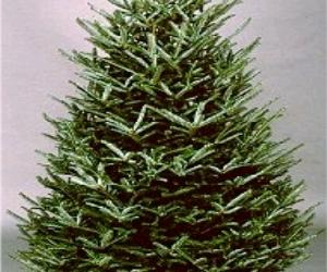 How to Care for Fresh Cut Christmas Tree
