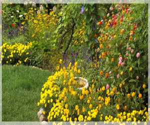 Colorful Flower Garden