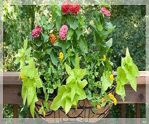 Container Gardens