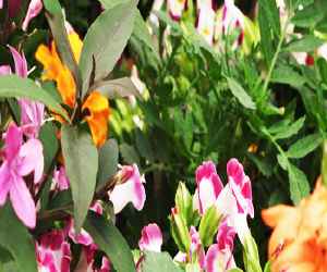 Plant a Shade Garden