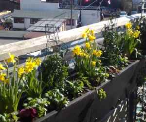 Spring Window Box