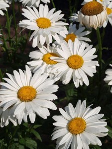 Daisies for Landscape Design