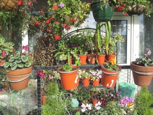 Annual And Perennial Plants Can Be Awesome Decoration For Your Flowering Balcony Or Terrace.