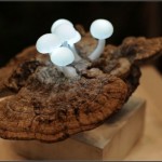 Lighting Accessories with Unusual Design