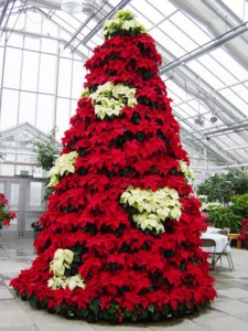 Decorative Christmas Plants 