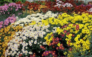 Flower Beds in Landscape Design