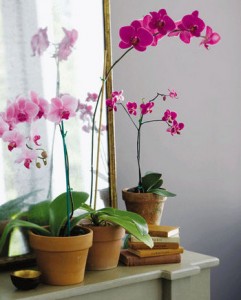 Gray and Pink Interior Design