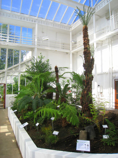 Palm Trees In The Interior